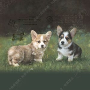 132 Chiens corgi－コーギー