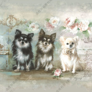 198 Trois chihuahuas－チワワトリオ