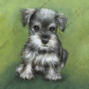 S06 -ミニチュアシュナウザー