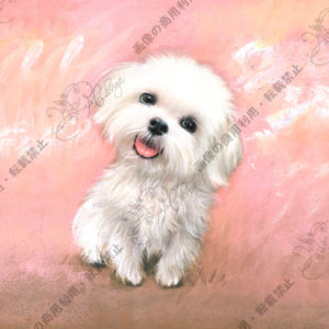 S２０ －ピンクマルチーズ