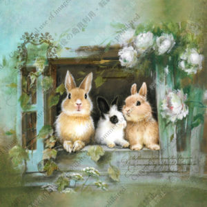 309 Maison du lapin -うさぎのお家