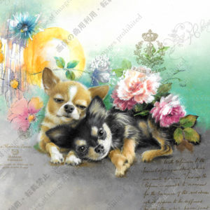 327 Dodo de chiwawas Clara & Jules チワワたちのおねんね クララ&ジュール