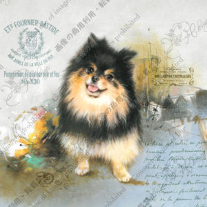 335　Le pom d’aujourd’hui　今日のポメ　